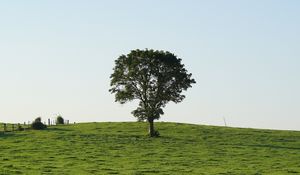 Preview wallpaper hill, field, tree, grass, nature, landscape