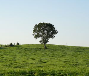 Preview wallpaper hill, field, tree, grass, nature, landscape