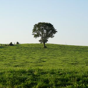 Preview wallpaper hill, field, tree, grass, nature, landscape