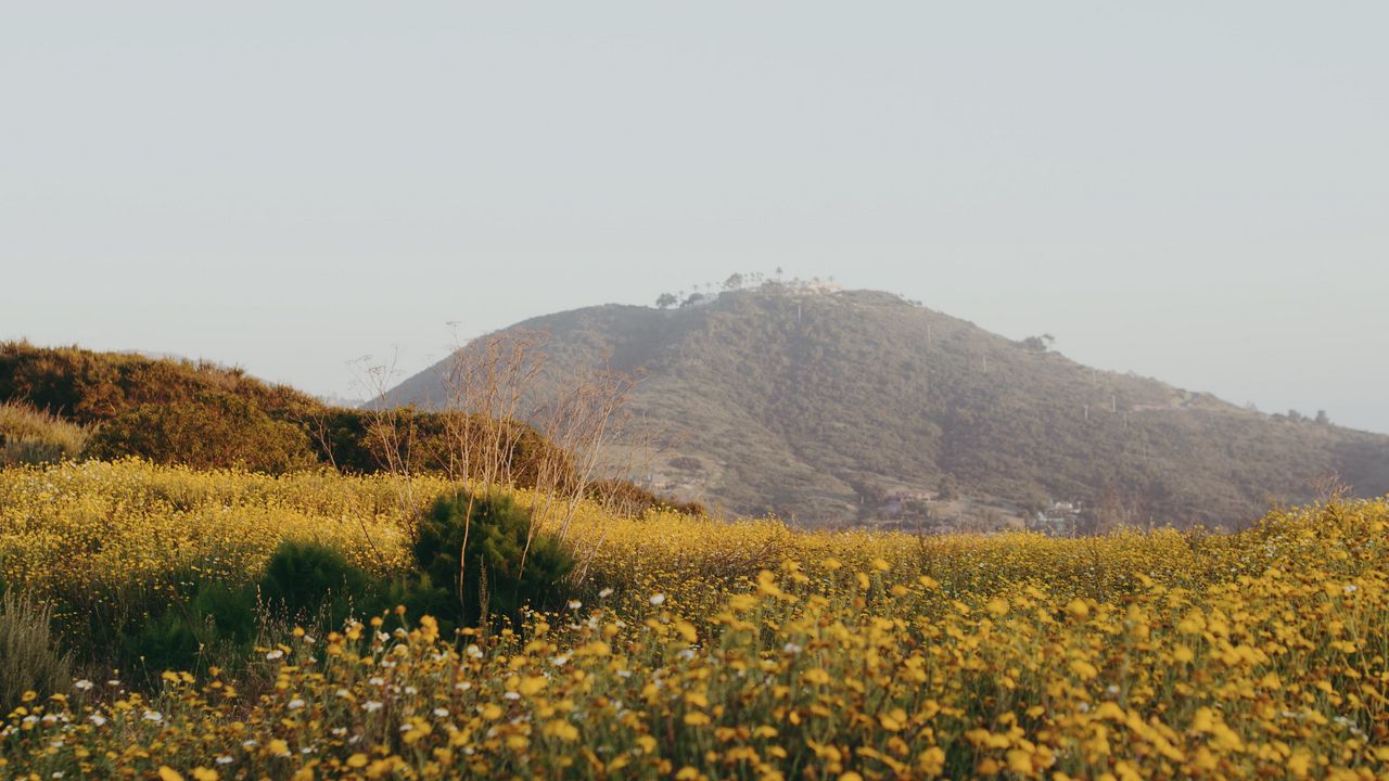 Wallpaper hill, flowers, field, vast
