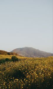 Preview wallpaper hill, flowers, field, vast