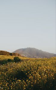 Preview wallpaper hill, flowers, field, vast