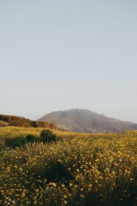 Preview wallpaper hill, flowers, field, vast