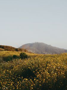 Preview wallpaper hill, flowers, field, vast