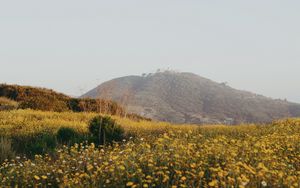Preview wallpaper hill, flowers, field, vast