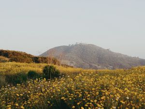 Preview wallpaper hill, flowers, field, vast