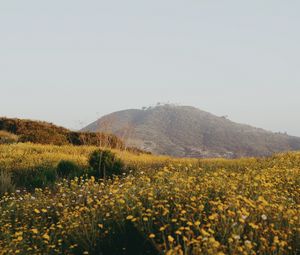 Preview wallpaper hill, flowers, field, vast