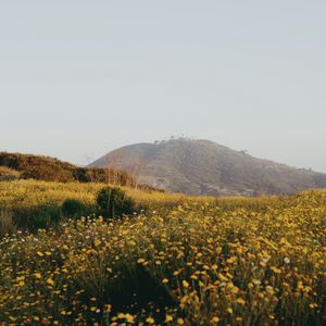 Preview wallpaper hill, flowers, field, vast