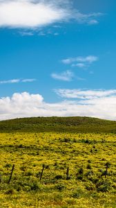 Preview wallpaper hill, flowers, grass, clouds, sky