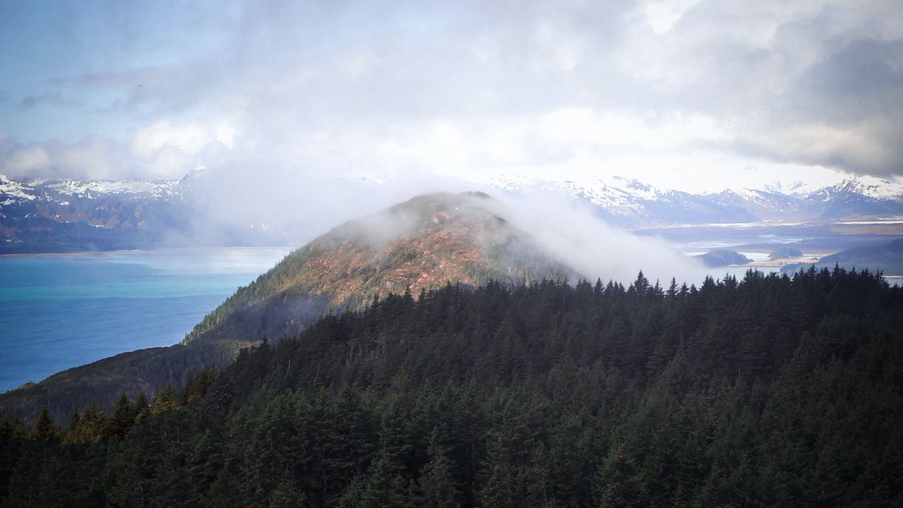 Wallpaper hill, fog, trees, spruce, sky