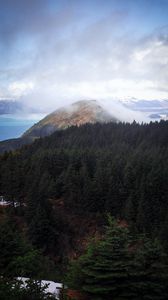 Preview wallpaper hill, fog, trees, spruce, sky