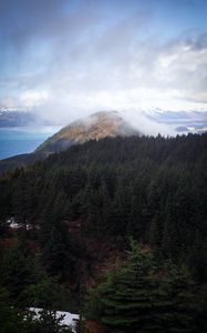 Preview wallpaper hill, fog, trees, spruce, sky