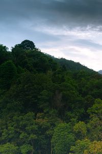 Preview wallpaper hill, forest, trees, sky