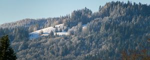 Preview wallpaper hill, mountain, slope, trees, forest, winter, landscape