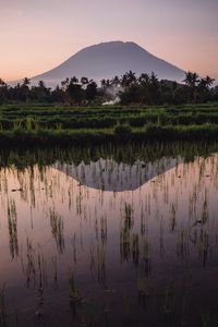 Preview wallpaper hill, palm, river, twilight