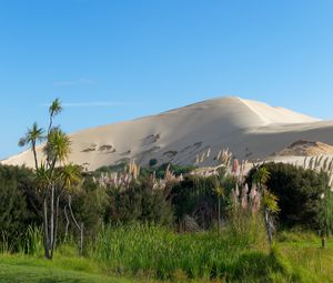 Preview wallpaper hill, sand, plants, nature, landscape