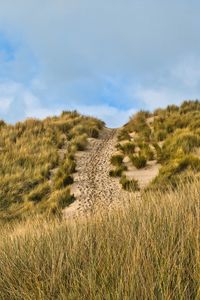 Preview wallpaper hill, slope, grass, path, footprints