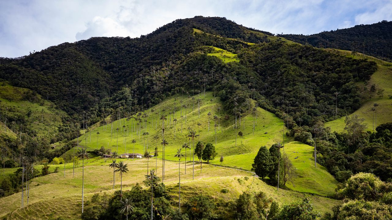 Wallpaper hill, slope, grass, trees, nature