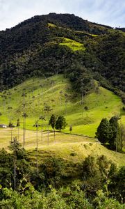 Preview wallpaper hill, slope, grass, trees, nature