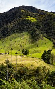 Preview wallpaper hill, slope, grass, trees, nature