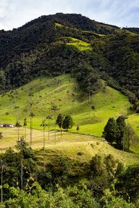 Preview wallpaper hill, slope, grass, trees, nature