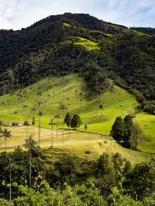 Preview wallpaper hill, slope, grass, trees, nature