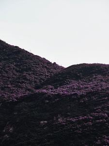 Preview wallpaper hill, slope, plants, bushes, vegetation