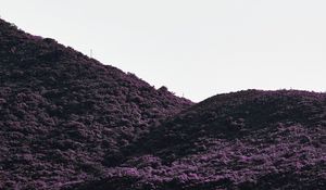 Preview wallpaper hill, slope, plants, bushes, vegetation