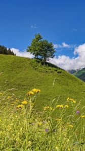 Preview wallpaper hill, slope, tree, grass