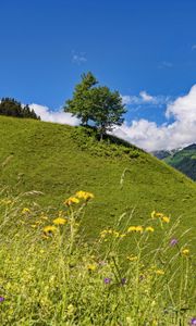 Preview wallpaper hill, slope, tree, grass