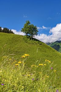 Preview wallpaper hill, slope, tree, grass