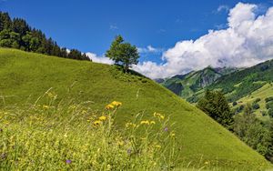 Preview wallpaper hill, slope, tree, grass