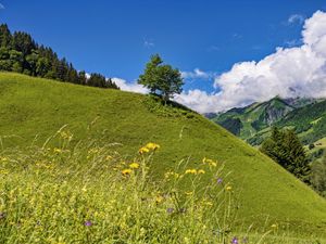 Preview wallpaper hill, slope, tree, grass