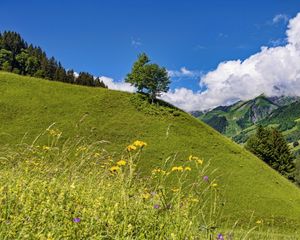Preview wallpaper hill, slope, tree, grass