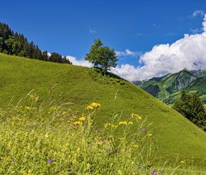 Preview wallpaper hill, slope, tree, grass