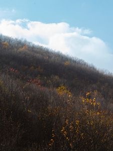 Preview wallpaper hill, slope, trees, bushes, vegetation