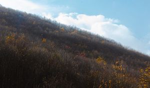 Preview wallpaper hill, slope, trees, bushes, vegetation