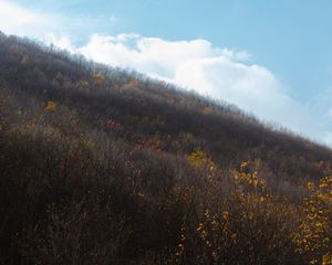 Preview wallpaper hill, slope, trees, bushes, vegetation