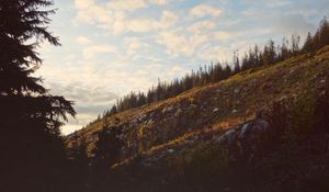 Preview wallpaper hill, slope, trees, dark, landscape