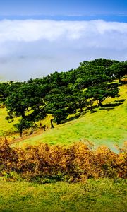 Preview wallpaper hill, slope, trees, nature