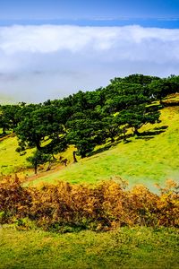 Preview wallpaper hill, slope, trees, nature