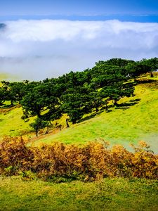 Preview wallpaper hill, slope, trees, nature