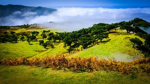 Preview wallpaper hill, slope, trees, nature