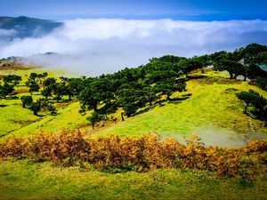 Preview wallpaper hill, slope, trees, nature