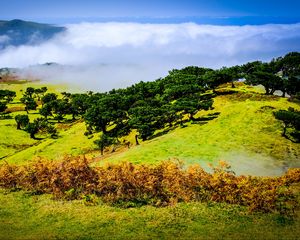Preview wallpaper hill, slope, trees, nature