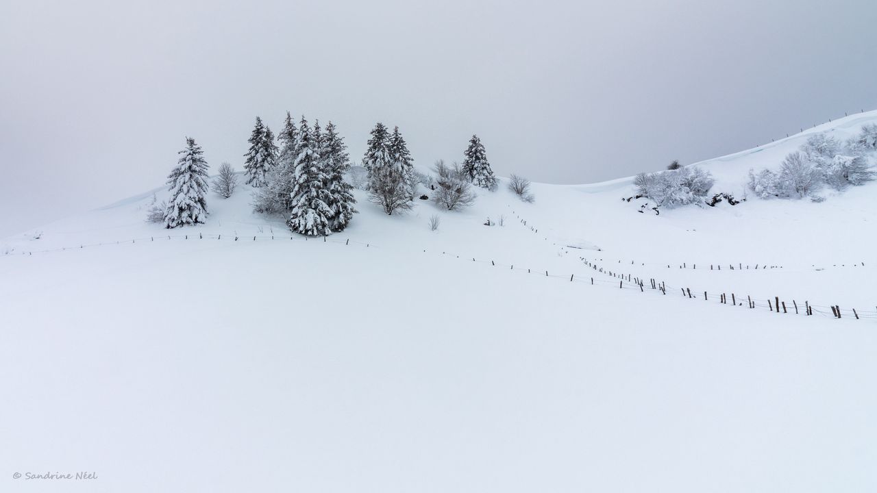 Wallpaper hill, snow, trees, spruce, winter