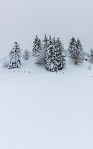 Preview wallpaper hill, snow, trees, spruce, winter