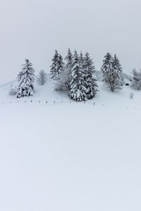 Preview wallpaper hill, snow, trees, spruce, winter
