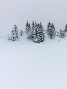 Preview wallpaper hill, snow, trees, spruce, winter