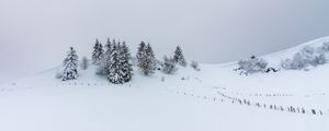 Preview wallpaper hill, snow, trees, spruce, winter